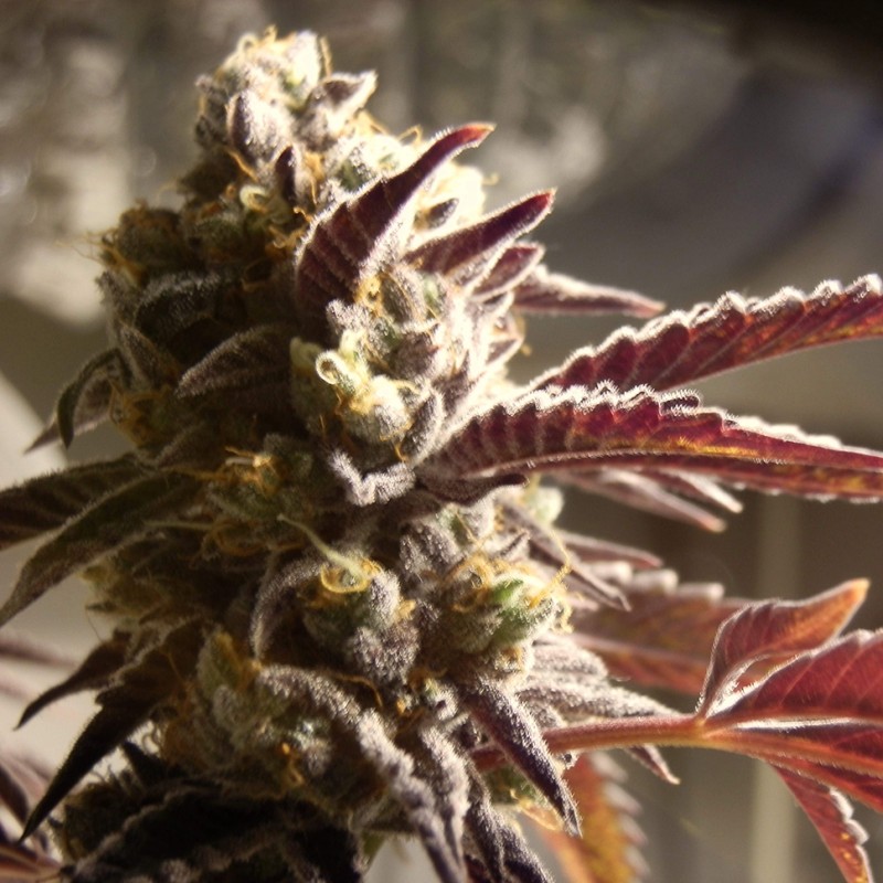 Auto Somango feminised Victory Seeds - 5 насінин