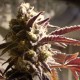 Auto Somango feminised Victory Seeds - 5 насінин