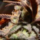 Auto Somango feminised Victory Seeds - 5 насінин