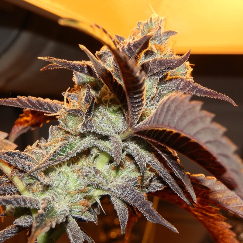 Auto Somango feminised Victory Seeds - 5 насінин