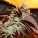 Auto Somango feminised Victory Seeds - 5 насінин