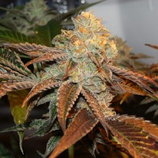 Auto Somango feminised Victory Seeds