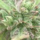 Pepoberry feminised GanjaLiveSeeds