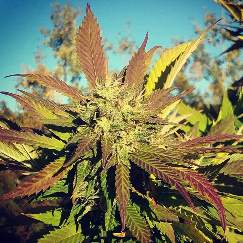 Pepoberry feminised GanjaLiveSeeds