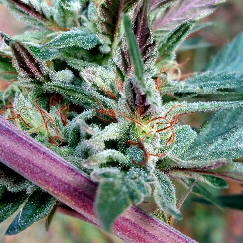 Pepoberry feminised GanjaLiveSeeds