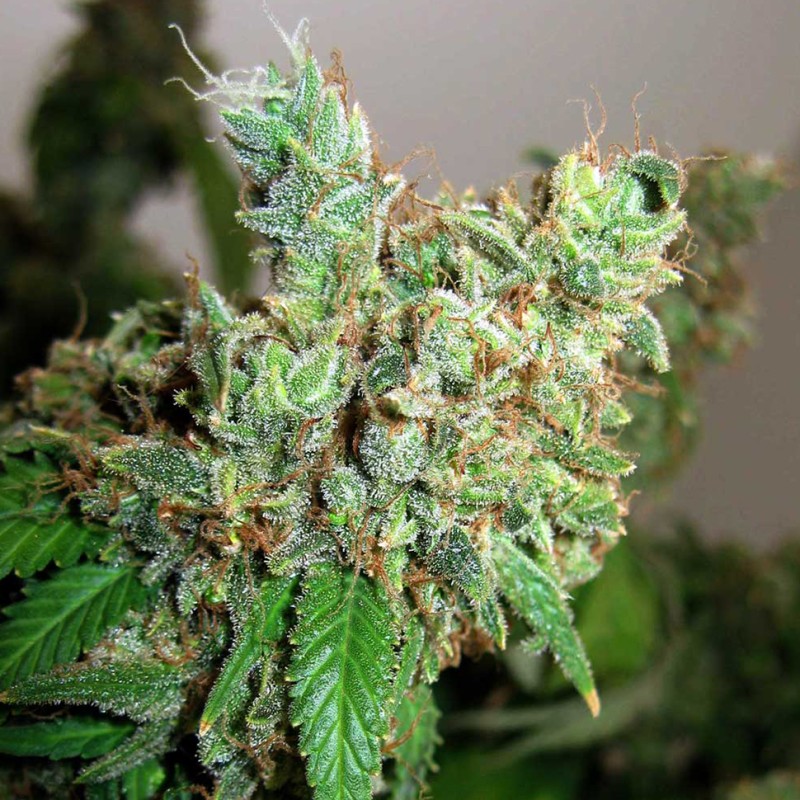 Pepoberry feminised GanjaLiveSeeds