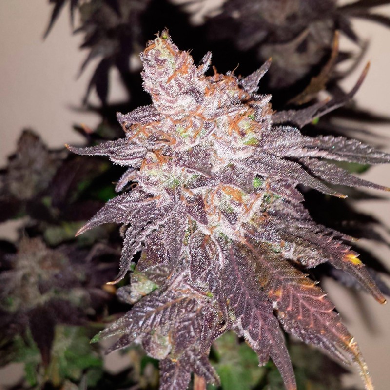 Gorilla Zkittlez feminised Ganja Seeds - 477 насінин