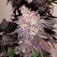 Gorilla Zkittlez feminised Ganja Seeds - 477 насінин