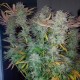 Gorilla Zkittlez feminised Ganja Seeds - 477 насінин