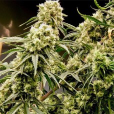 Auto Critical Plus feminised Ganja Seeds