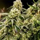 Auto Critical Plus feminised Ganja Seeds