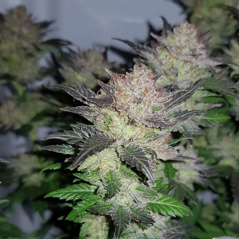Auto Critical Plus feminised Ganja Seeds