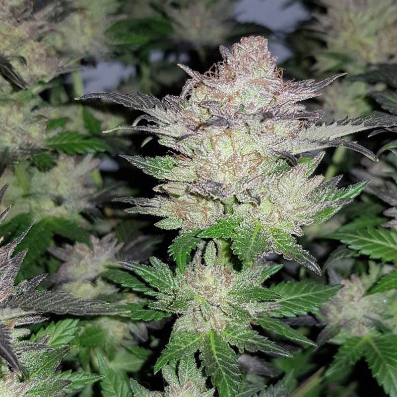 Auto Critical Plus feminised Ganja Seeds