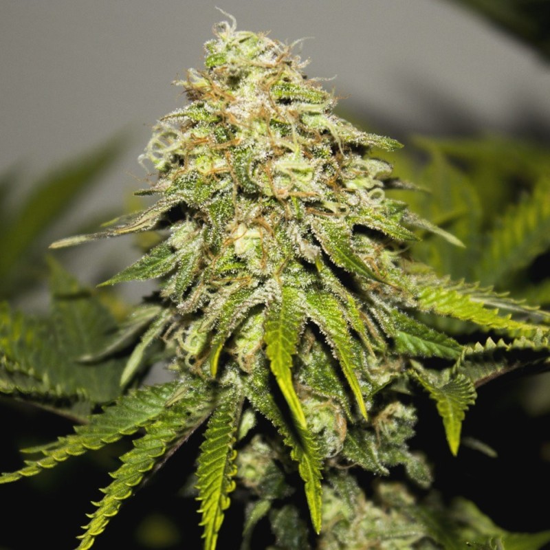 Auto Critical Plus feminised Ganja Seeds