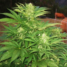 Narkush feminised Ganja Seeds