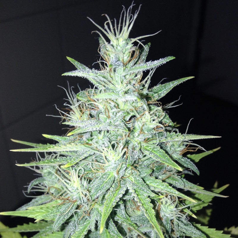 Tutankhamon feminised Ganja Seeds - 477 насінин
