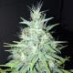 Tutankhamon feminised Ganja Seeds - 477 насінин