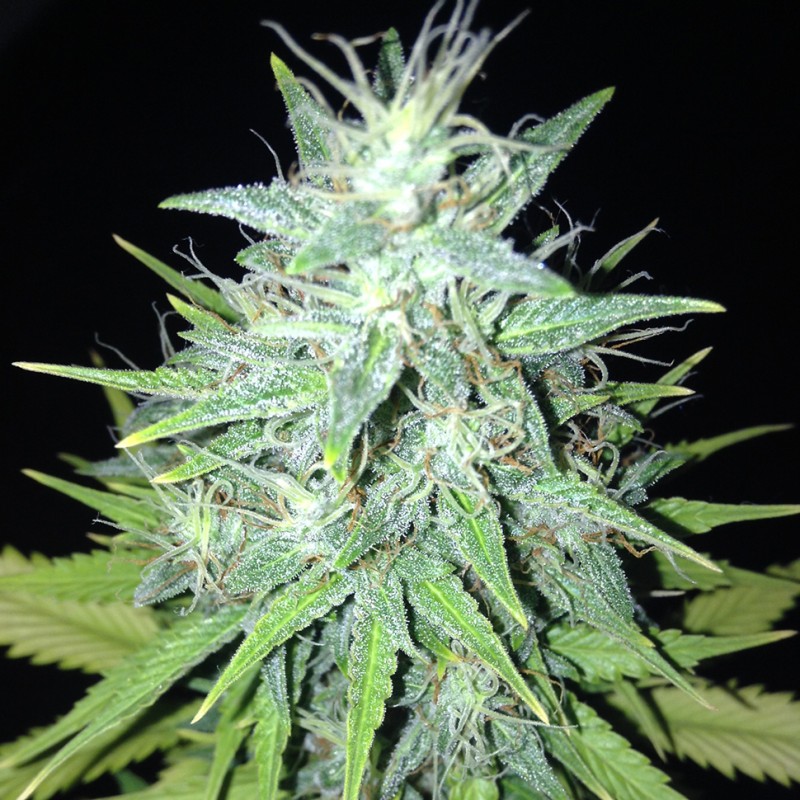 Tutankhamon feminised Ganja Seeds - 477 насінин