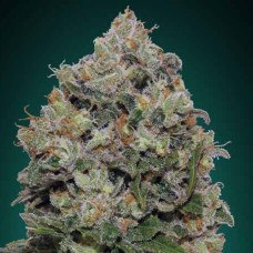 Northern Lights feminised GanjaLiveSeeds