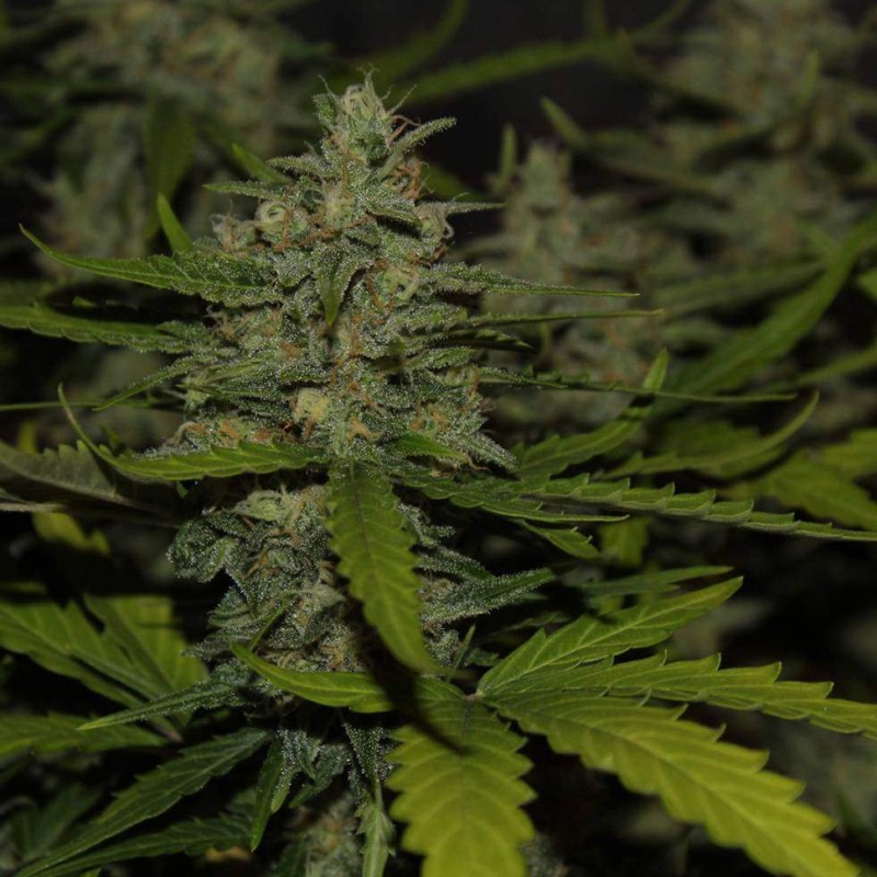 Auto Super Mazar feminised Victory Seeds
