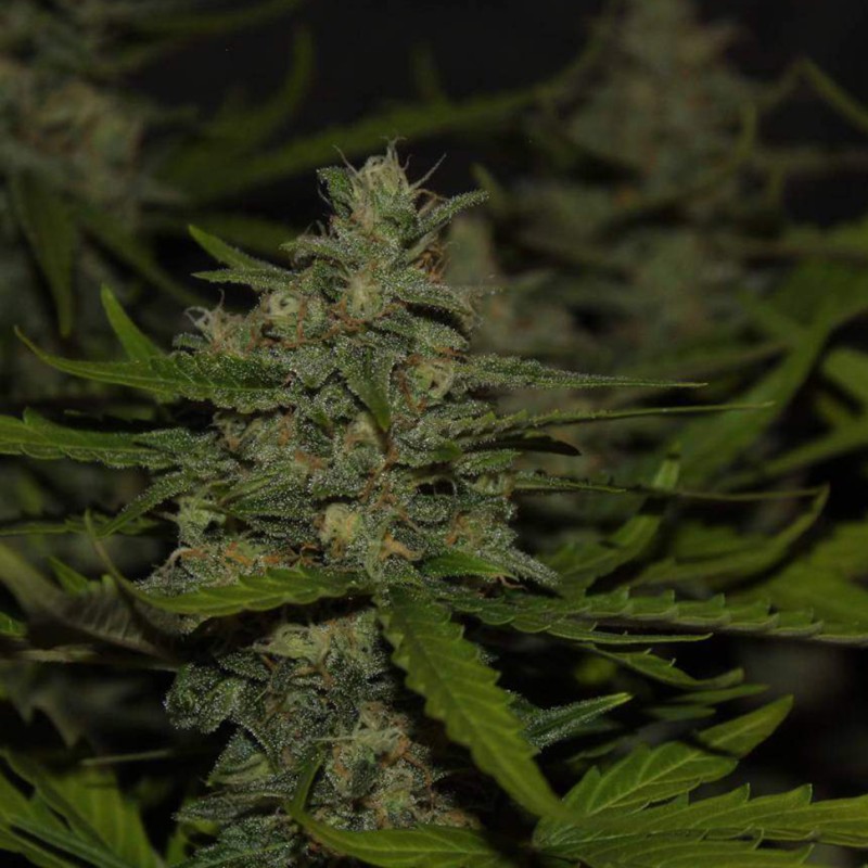 Auto Super Mazar feminised Victory Seeds