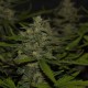 Auto Super Mazar feminised Victory Seeds