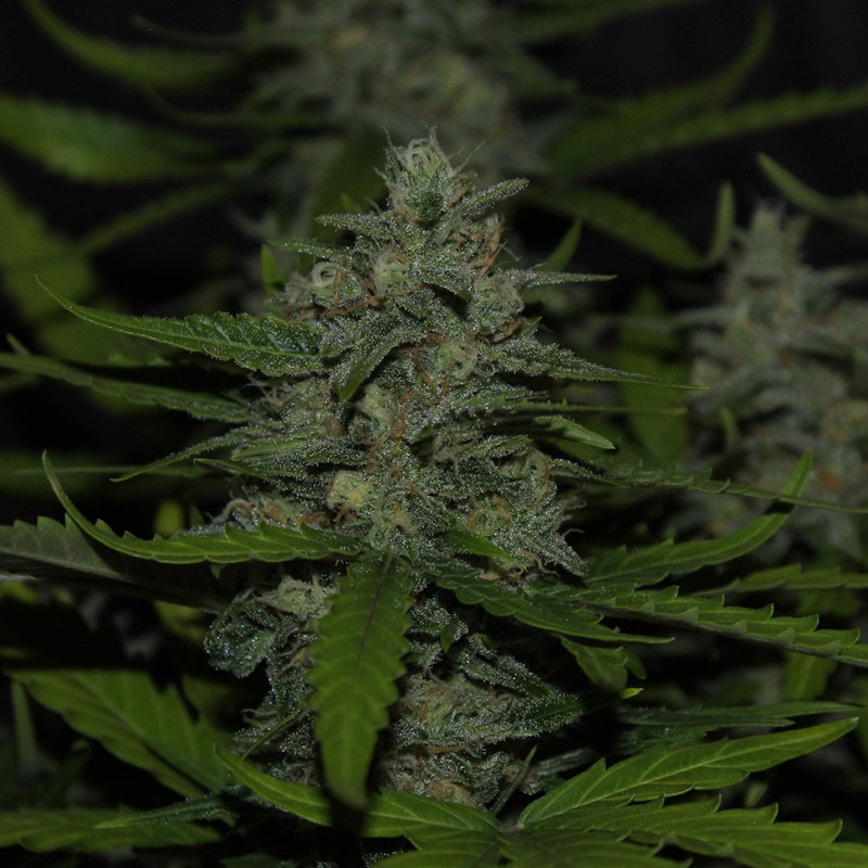 Auto Super Mazar feminised Victory Seeds