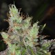 Purple OG feminised GanjaLiveSeeds