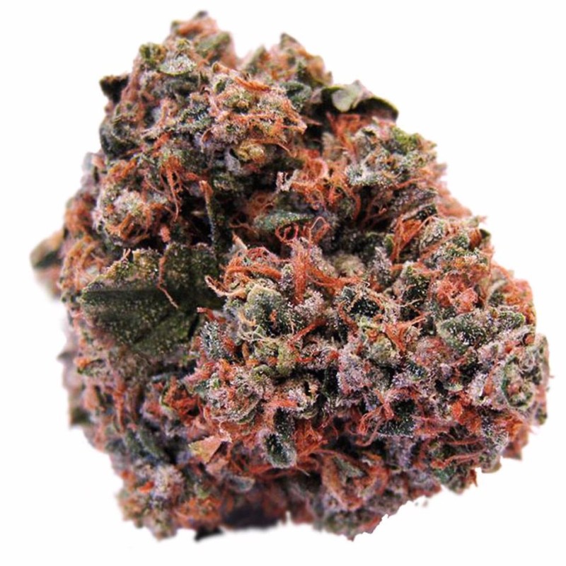 Purple OG feminised GanjaLiveSeeds
