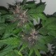 Purple OG feminised GanjaLiveSeeds