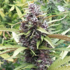 Purple OG feminised GanjaLiveSeeds