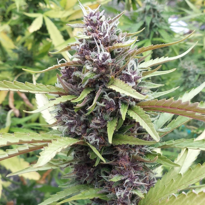 Purple OG feminised GanjaLiveSeeds