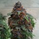 Purple OG feminised GanjaLiveSeeds