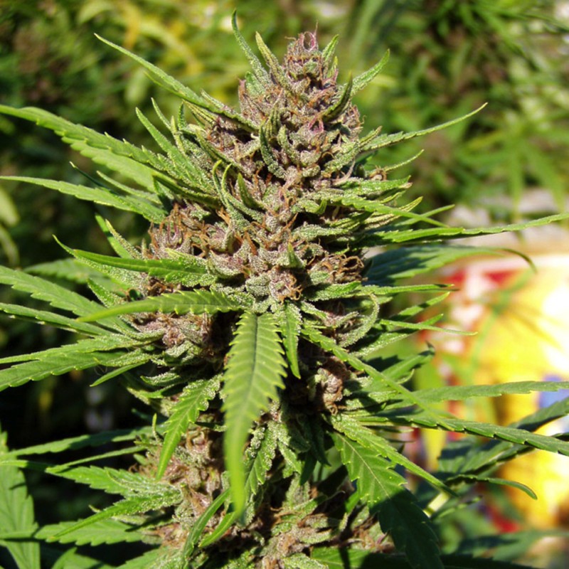 Purple OG feminised GanjaLiveSeeds