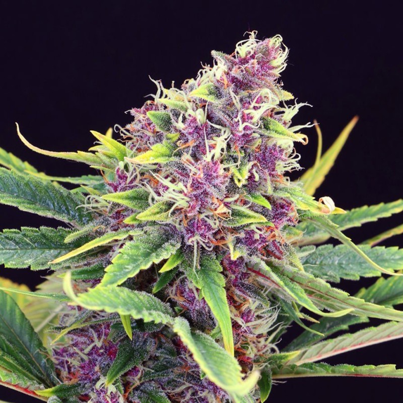 Purple OG feminised GanjaLiveSeeds