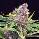 Purple OG feminised GanjaLiveSeeds