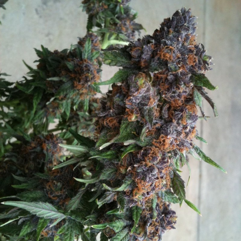 Purple OG feminised GanjaLiveSeeds