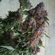 Purple OG feminised GanjaLiveSeeds