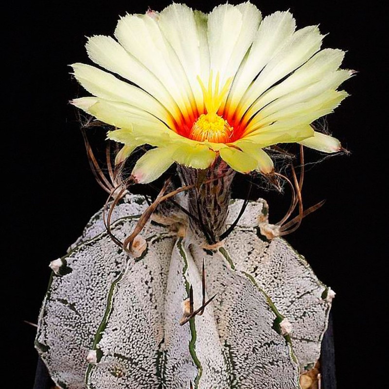 Astrophytum capricorne v. major