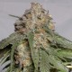Head Band feminised Ganja Seeds