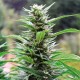 Head Band feminised Ganja Seeds
