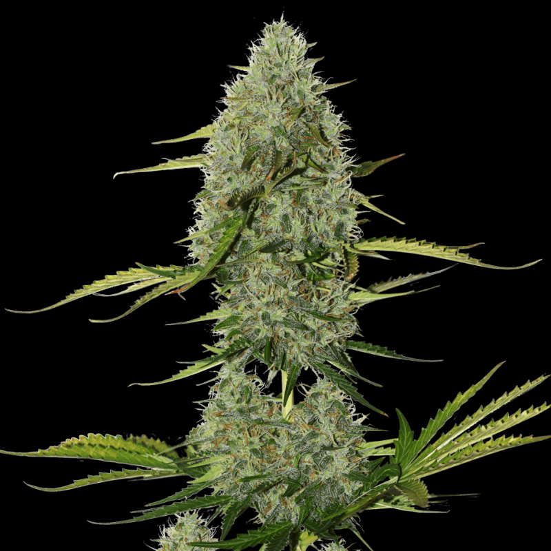 Auto Critical XXL feminised Ganja Seeds - 777 насінин