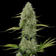 Auto Critical XXL feminised Ganja Seeds - 777 насінин