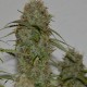 Auto Critical XXL feminised Ganja Seeds - 777 насінин