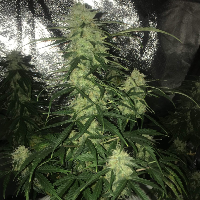 Auto Critical XXL feminised Ganja Seeds - 777 насінин