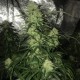 Auto Critical XXL feminised Ganja Seeds - 777 насінин