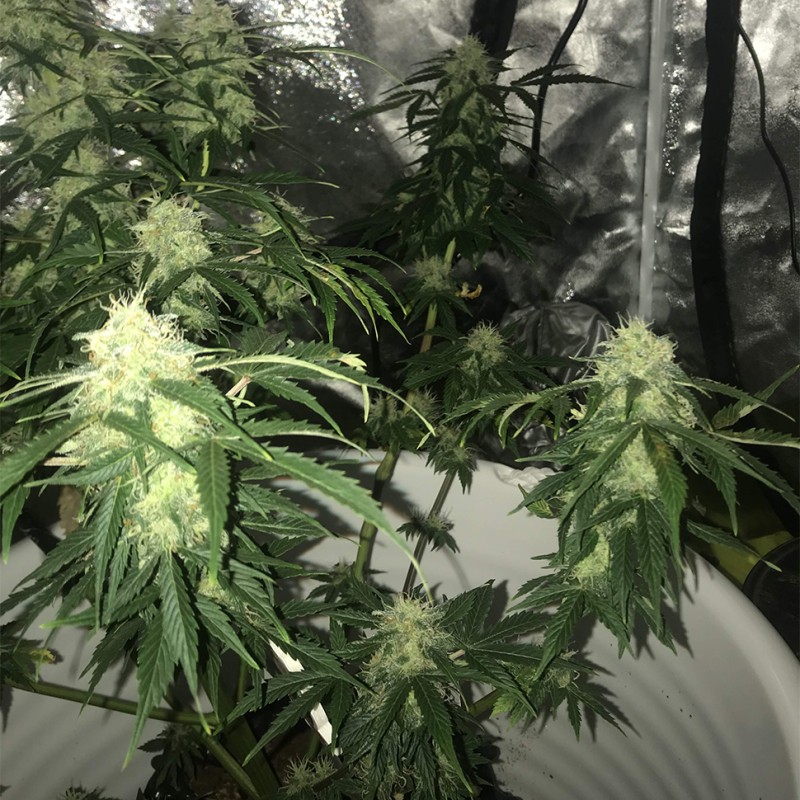 Auto Critical XXL feminised Ganja Seeds - 777 насінин