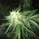 Auto Critical XXL feminised Ganja Seeds - 777 насінин