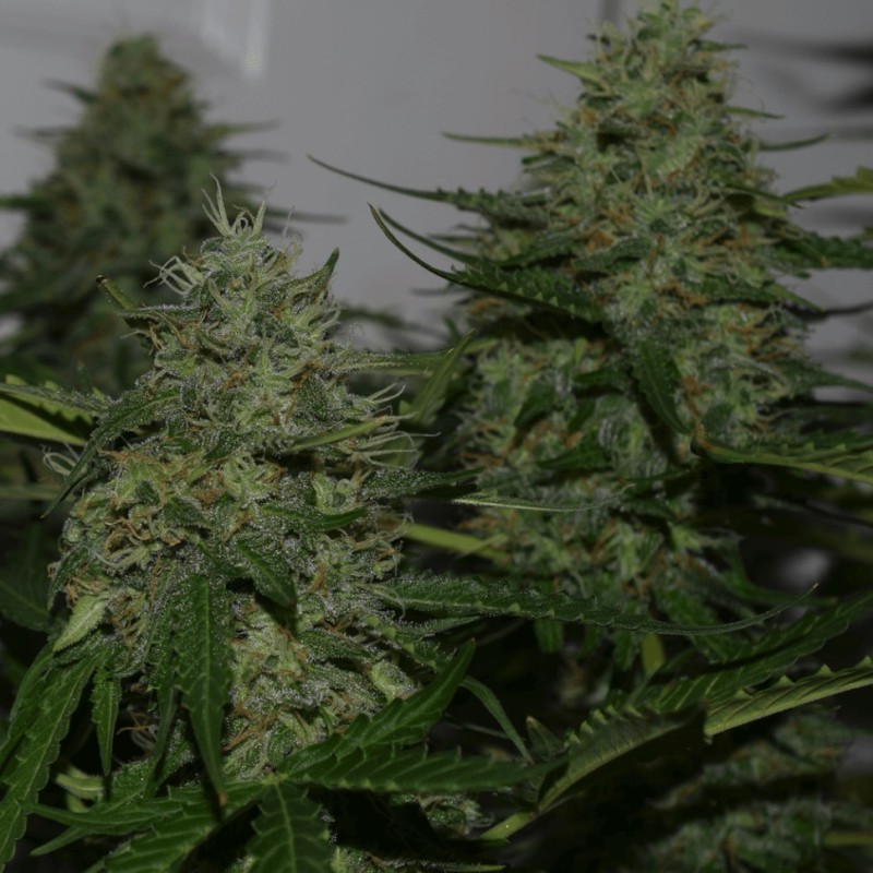 Auto Critical XXL feminised Ganja Seeds - 777 насінин