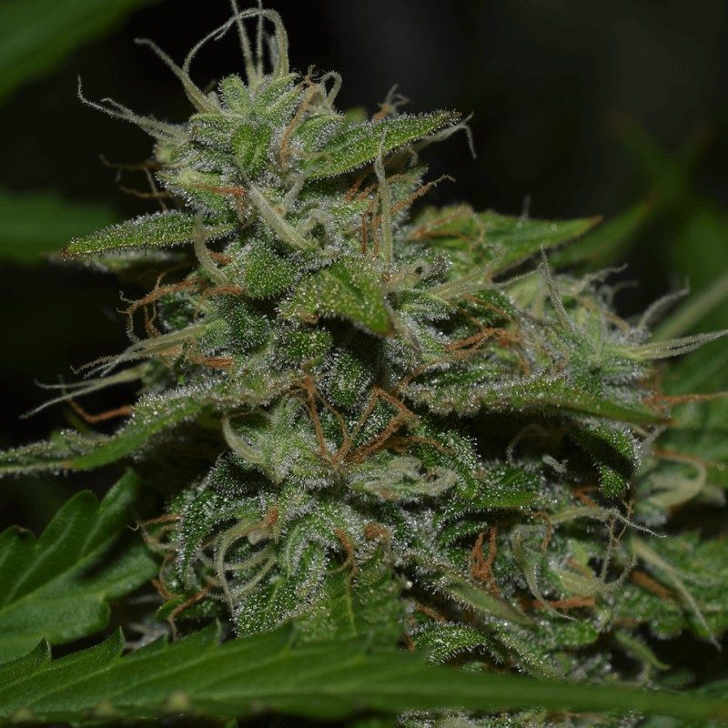 Auto Critical XXL feminised Ganja Seeds - 777 насінин